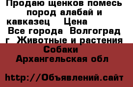 Продаю щенков помесь пород алабай и кавказец. › Цена ­ 1 500 - Все города, Волгоград г. Животные и растения » Собаки   . Архангельская обл.